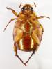 Callistethus sp.